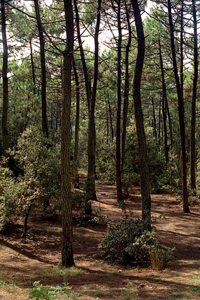 Forêt - La Coubre - Charente-Maritime - France - Sites - Photographie - 01b