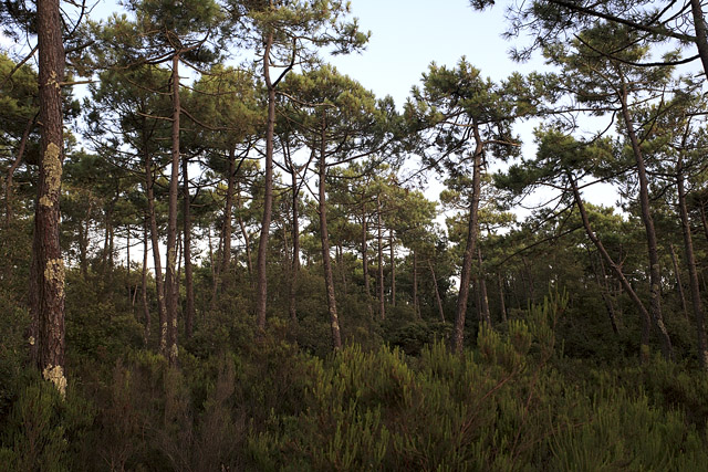 Forêt - La Coubre - Charente-Maritime - France - Sites - Photographie - 03