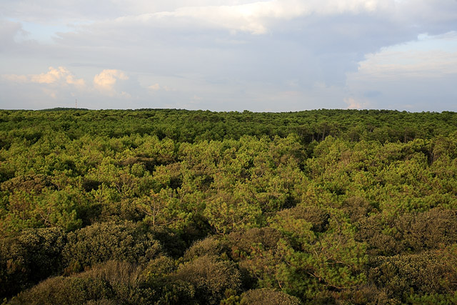 Forêt - La Coubre - Charente-Maritime - France - Sites - Photographie - 05