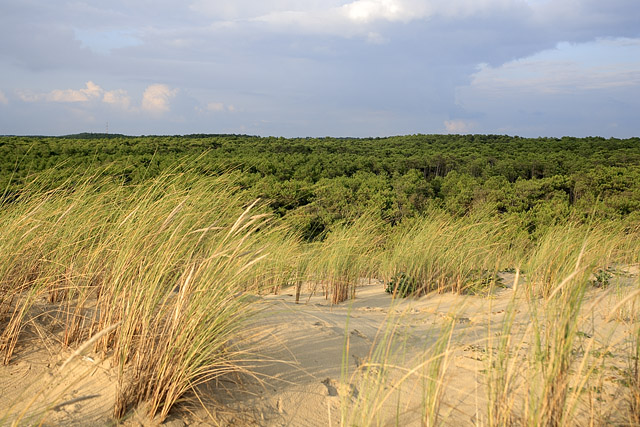 Forêt - La Coubre - Charente-Maritime - France - Sites - Photographie - 06