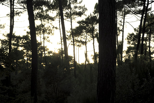 Forêt - La Coubre - Charente-Maritime - France - Sites - Photographie - 08