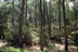 Forêt - 00