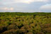 Forêt - 05