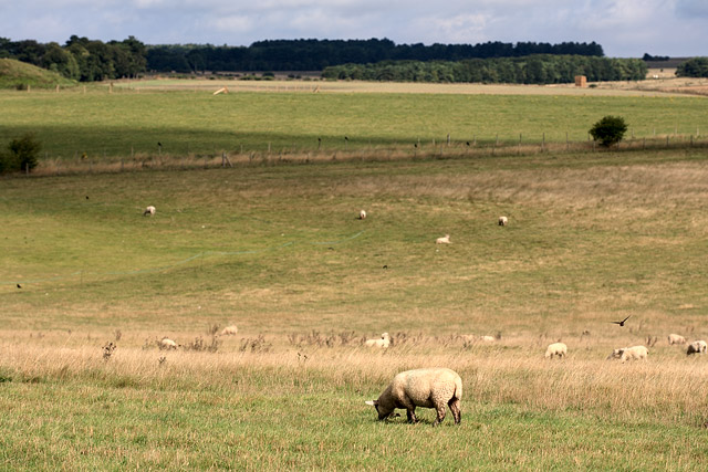 Moutons / Sheeps, environs de Stonehenge - Amesbury - Wiltshire - Angleterre / England - Royaume-Uni / United Kingdom - Sites - Photographie - 06