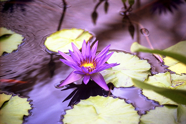 Fleur (?), parc botanique de Bruxelles - Thèmes - Photographie - 01