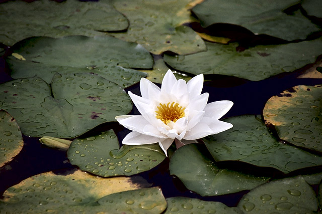 Nymphaea Virginalis - Thèmes - Photographie - 02