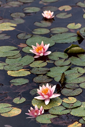 Nymphaea Comanche Paul Hariot - Thèmes - Photographie - 03