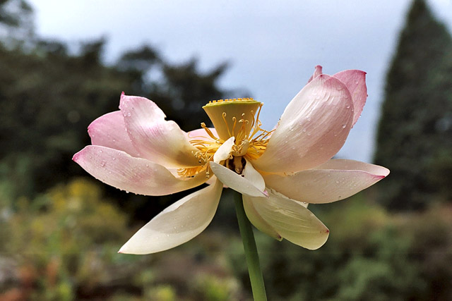 Nelumbo nucifera / lotus sacré - Thèmes - Photographie - 04