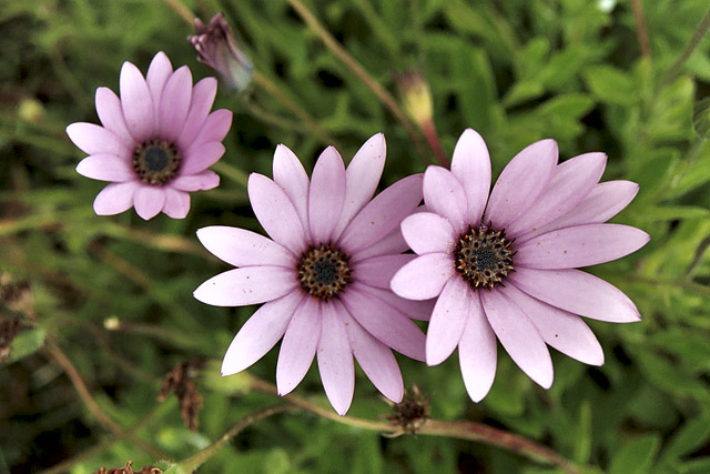 Dimorphotheca, Osteospermum - Thèmes - Photographie - 06