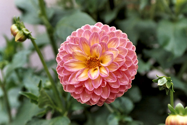 Dahlia - Thèmes - Photographie - 07