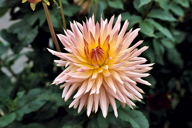 Dahlia - Thèmes - Photographie - 09