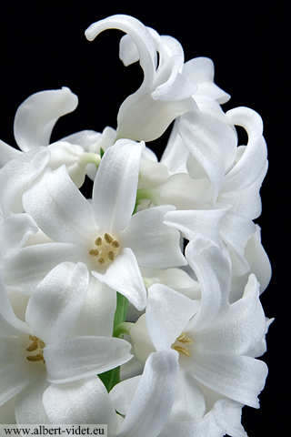 Jacinthe blanche / Hyacinthus - Thèmes - Photographie - 10b