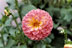 Dahlia - 07