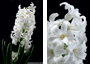 Jacinthe blanche / Hyacinthus - 10