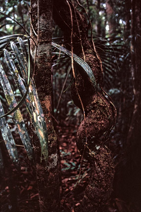 Forêt dense sempervirente humide, parc de la Rivière bleue - Yaté - Grande Terre, Province Sud - Nouvelle-Calédonie - France - Carnets de route - Photographie - 01a