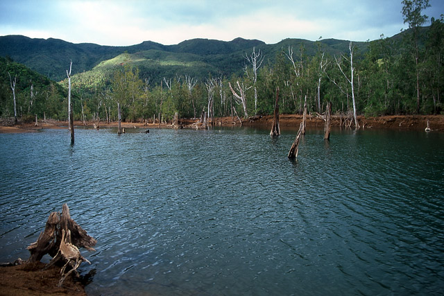 Forêt noyée, parc de la Rivière bleue - Yaté - Grande Terre, Province Sud - Nouvelle-Calédonie - France - Carnets de route - Photographie - 04