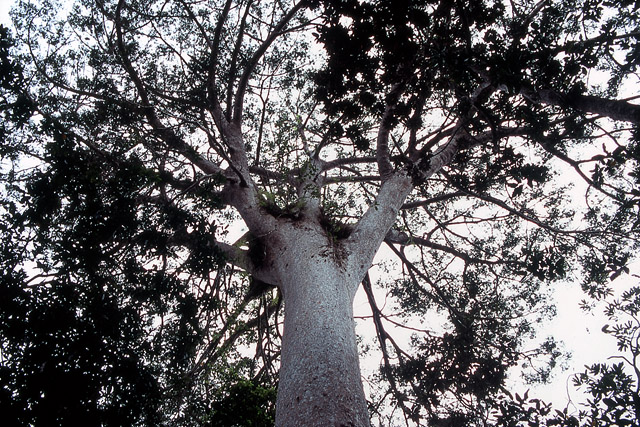 Kaori de forêt, mûgé (xârâcùù) / Agathis lanceolata - Végétation - Nouvelle-Calédonie - France - Carnets de route - Photographie - 01