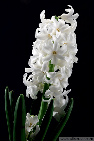 Jacinthe blanche / Hyacinthus - Thèmes - Photographie - 10